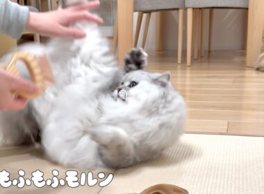 換毛期の猫といえばこれですね 【サイベリアン】