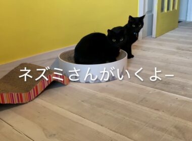 4匹の黒猫ボンベイファミリー☆100均のネズミのオモチャで遊ぶ姿が面白い黒猫ルーシー☆