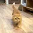 名前を呼ばれると駆け足で来てくれる猫が可愛すぎる！
