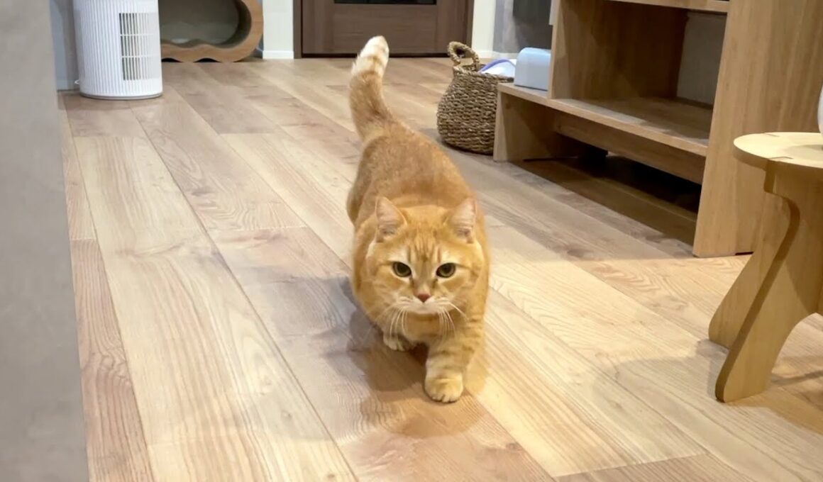 名前を呼ばれると駆け足で来てくれる猫が可愛すぎる！