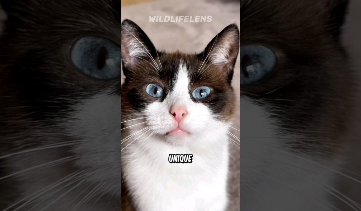 スノーシューキャット | 冬の足跡