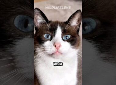 スノーシューキャット | 冬の足跡