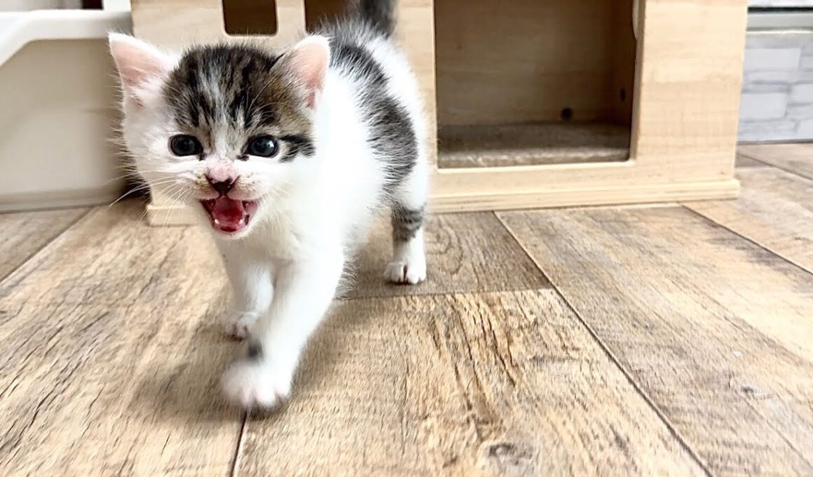 お腹空いた〜！と鳴く子猫【坊ちゃん日記#10】A kitten meowing because it's hungry.