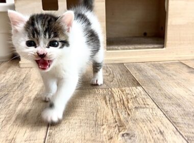 お腹空いた〜！と鳴く子猫【坊ちゃん日記#10】A kitten meowing because it's hungry.