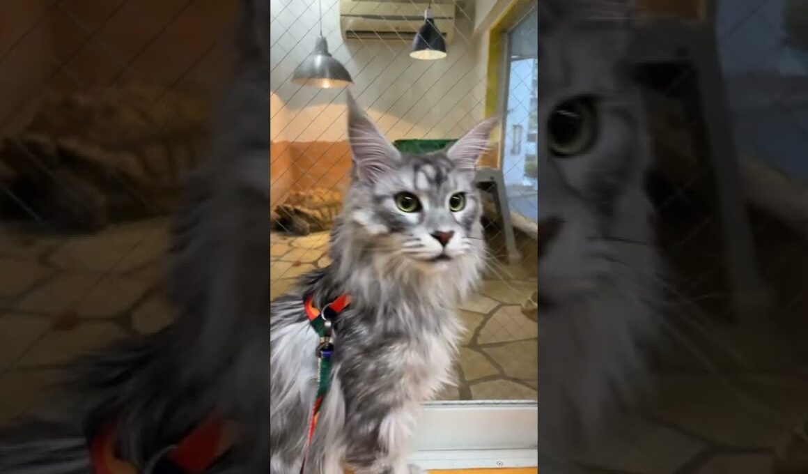 【メインクーン】巨大な猫と巨大な亀 #shorts