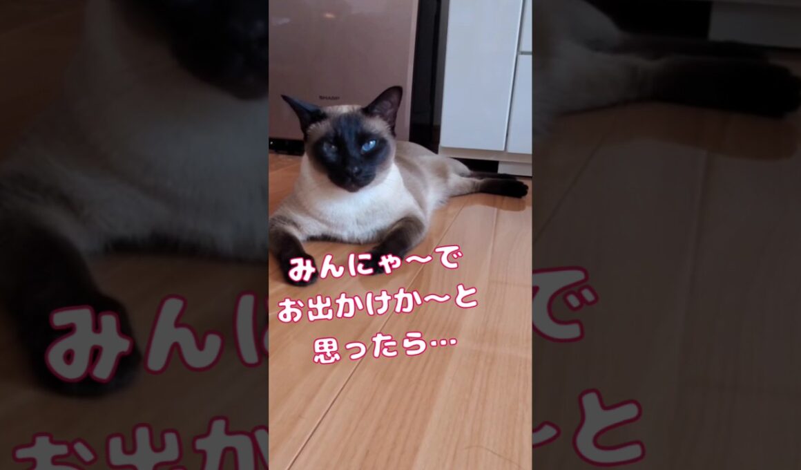 みんにゃでお出かけかと思ったら…#ねこのきもち #トンキニーズ #shots