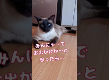 みんにゃでお出かけかと思ったら…#ねこのきもち #トンキニーズ #shots