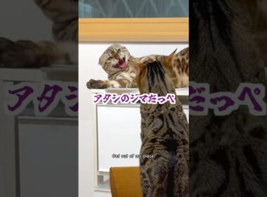 ベンガル猫のナワバリ争い#猫のいる暮らし #ベンガル #cat