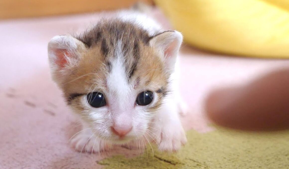 ミニミニ子猫はカメラに気が付くと突進して来ます【赤ちゃん猫　保護猫】