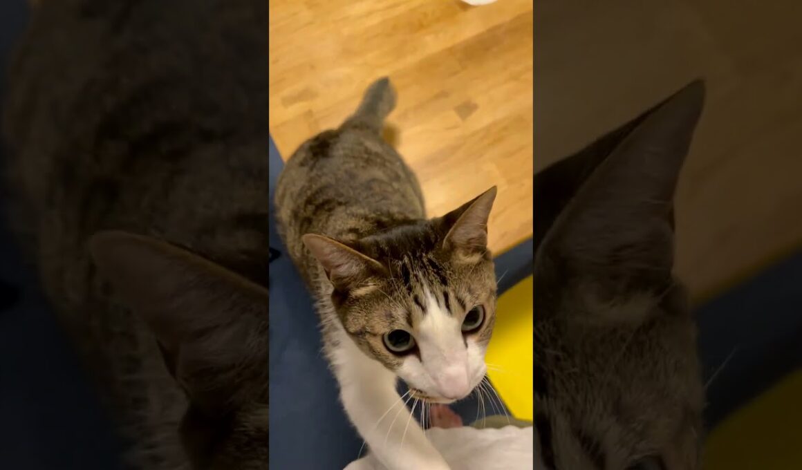 もうダメだよ！？甘えん坊な猫が一番かわいいって言ったよね？！