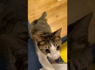 もうダメだよ！？甘えん坊な猫が一番かわいいって言ったよね？！