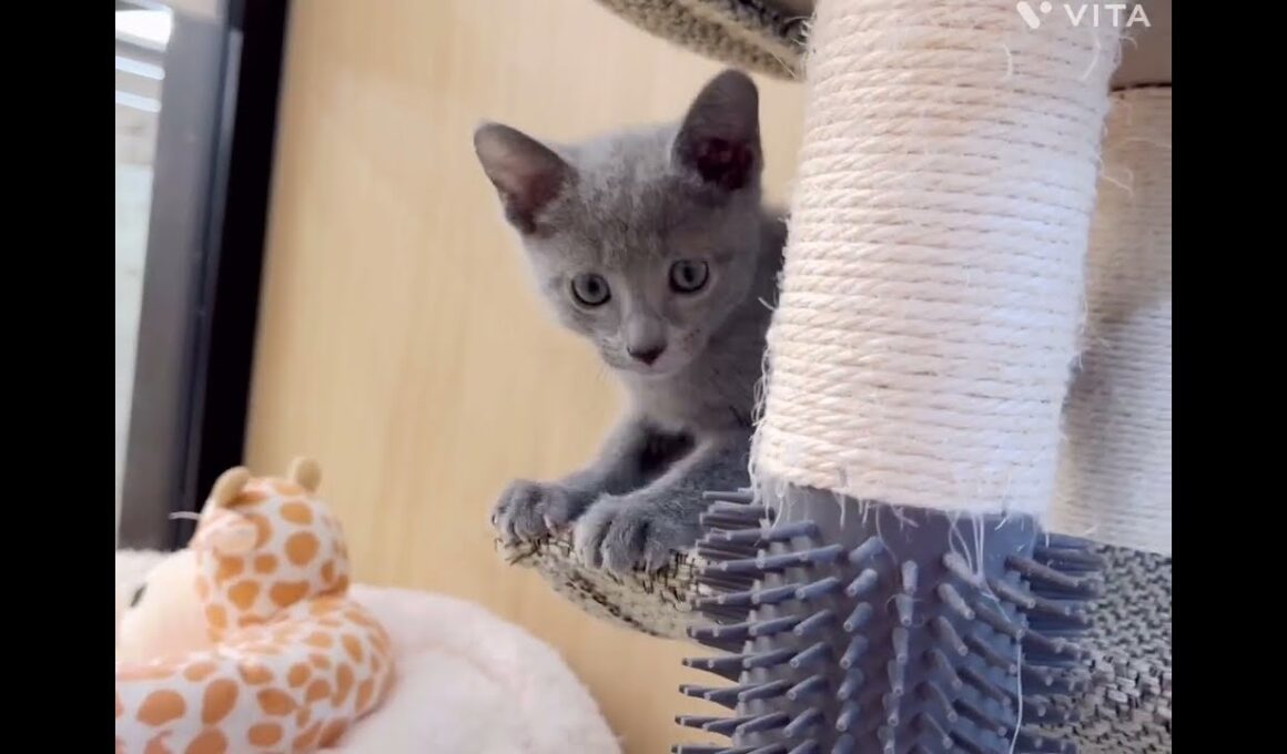 【マルワン横浜 港北NT店】甘えん坊ロシアンブルーくんが新しく仲間入り！