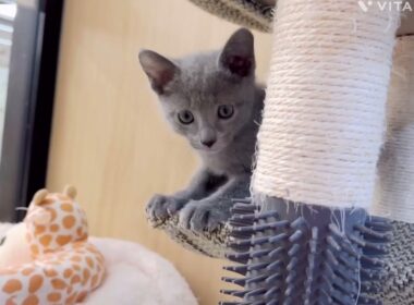 【マルワン横浜 港北NT店】甘えん坊ロシアンブルーくんが新しく仲間入り！