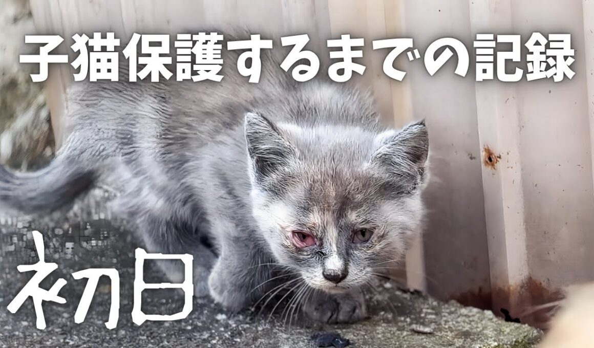 【保護初日】「ママ...」と泣き叫ぶ孤独な子猫！不安で震える命を救うまでの記録