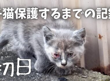 【保護初日】「ママ...」と泣き叫ぶ孤独な子猫！不安で震える命を救うまでの記録