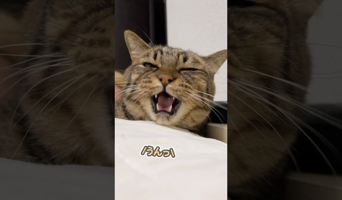 「一緒に寝るぅぅっ」と、大好きなママの隣でベッタリ甘える猫