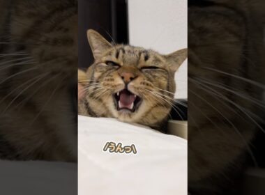 「一緒に寝るぅぅっ」と、大好きなママの隣でベッタリ甘える猫