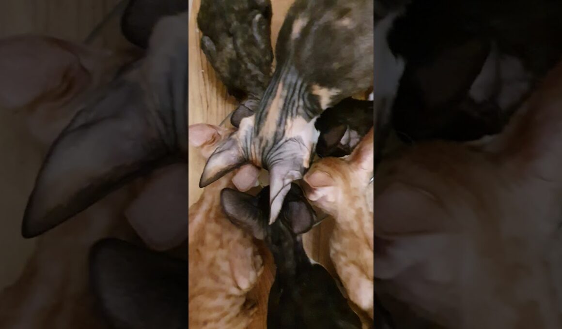 Kittens Cornish Rex love goat milk so much!!!