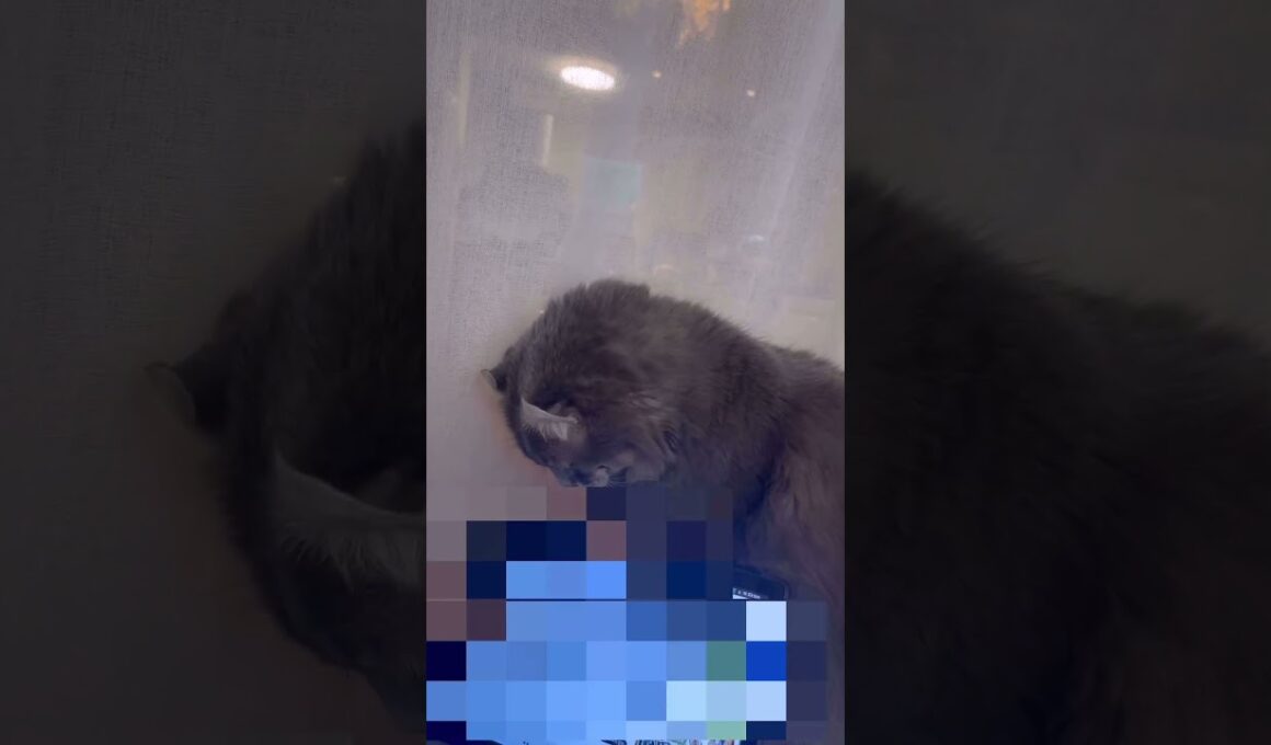 今朝のカールくん #ねこ動画 #アメリカンカール #catlife