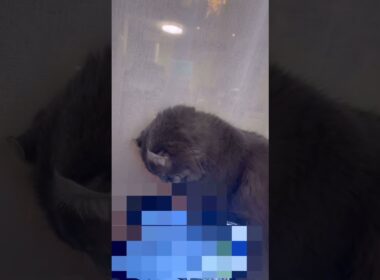 今朝のカールくん #ねこ動画 #アメリカンカール #catlife