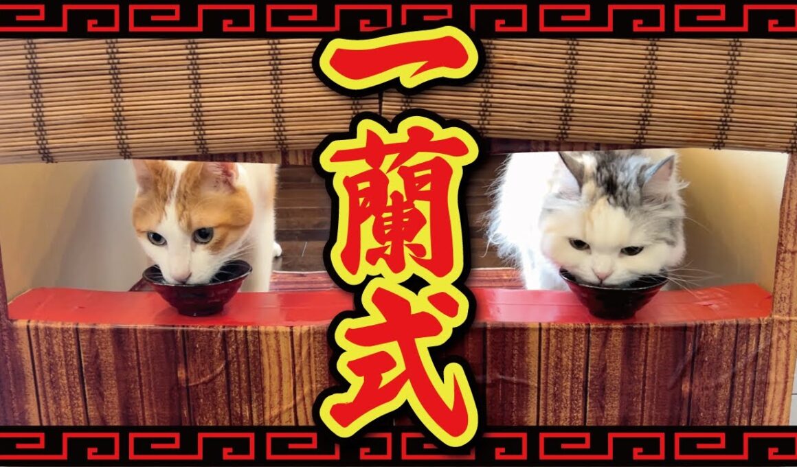 猫たちのご飯タイムを一蘭式にしてみたらまさかの結末に…