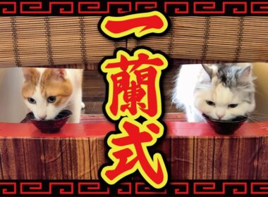 猫たちのご飯タイムを一蘭式にしてみたらまさかの結末に…