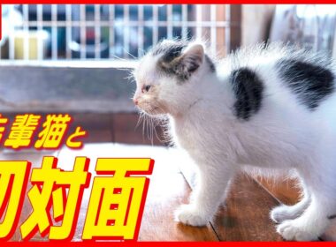 【保護猫成長記録】拾った子猫の成長がすごい…先住猫と対面するまで