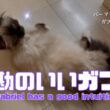 バーマン猫ガブ【勘のいいガブ】Gabriel has a good intuition（バーマン猫）Birman/Cat