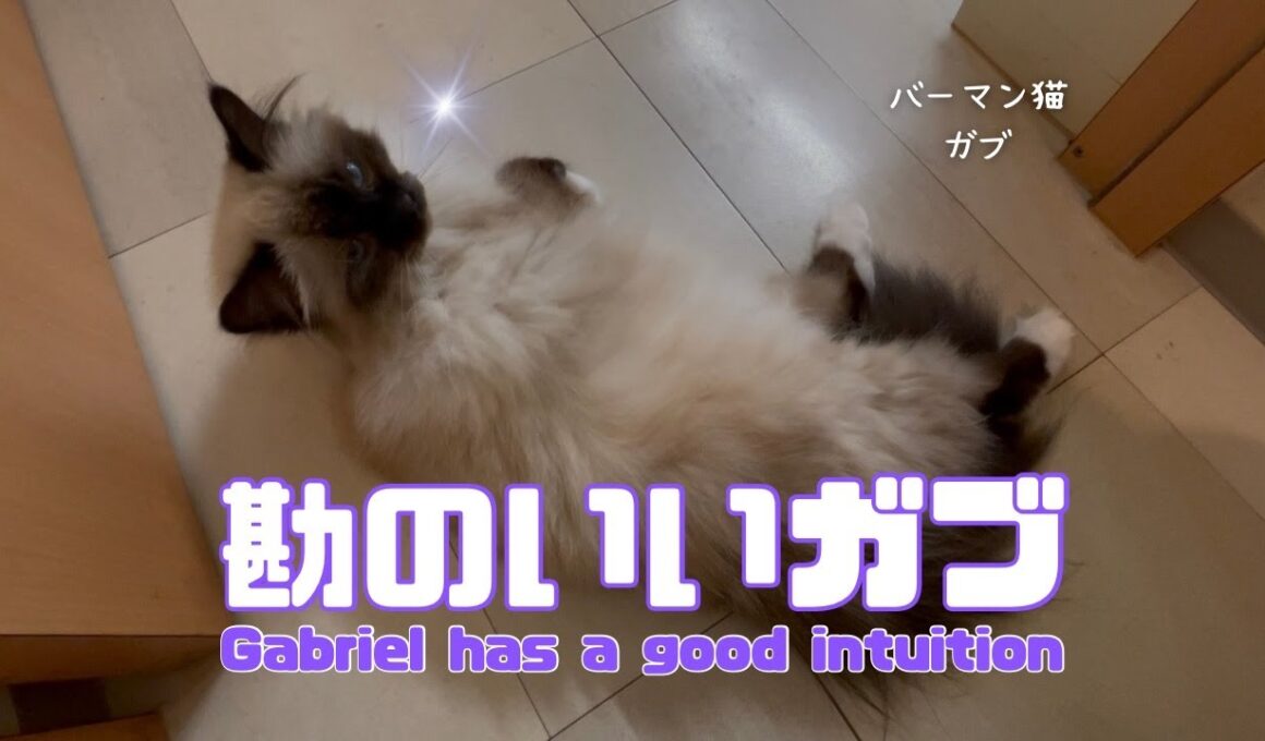 バーマン猫ガブ【勘のいいガブ】Gabriel has a good intuition（バーマン猫）Birman/Cat