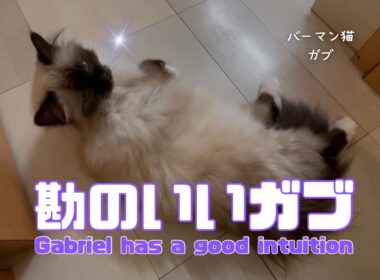 バーマン猫ガブ【勘のいいガブ】Gabriel has a good intuition（バーマン猫）Birman/Cat