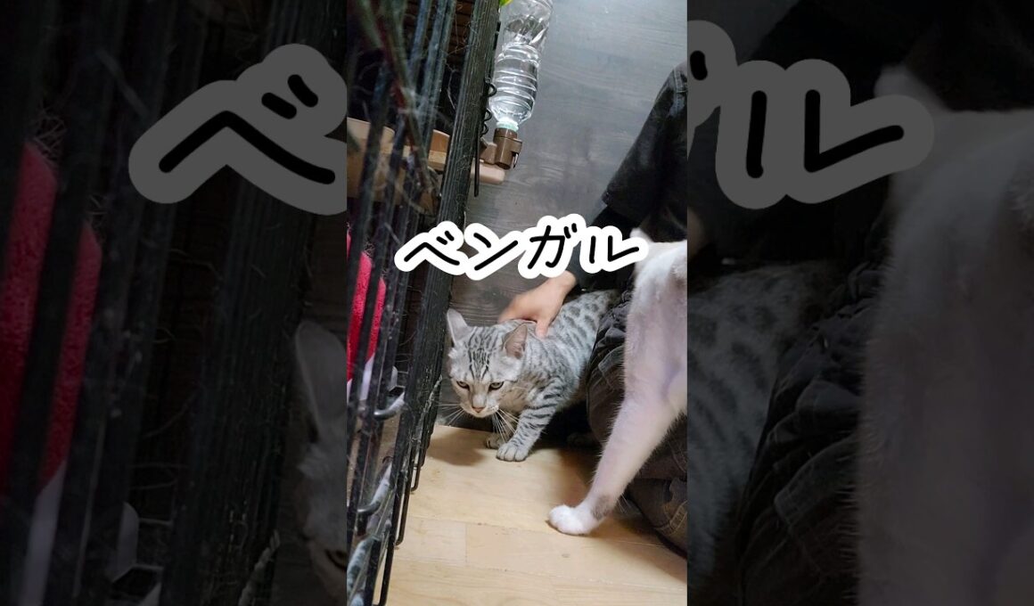 ベンガルの「ベン♂」と「ガル♀」#保護猫#ベンガル #シェルター #香川県