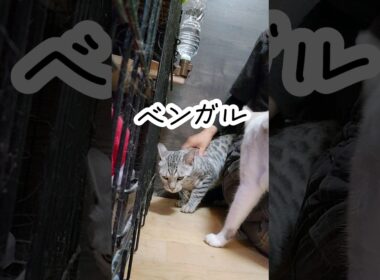 ベンガルの「ベン♂」と「ガル♀」#保護猫#ベンガル #シェルター #香川県