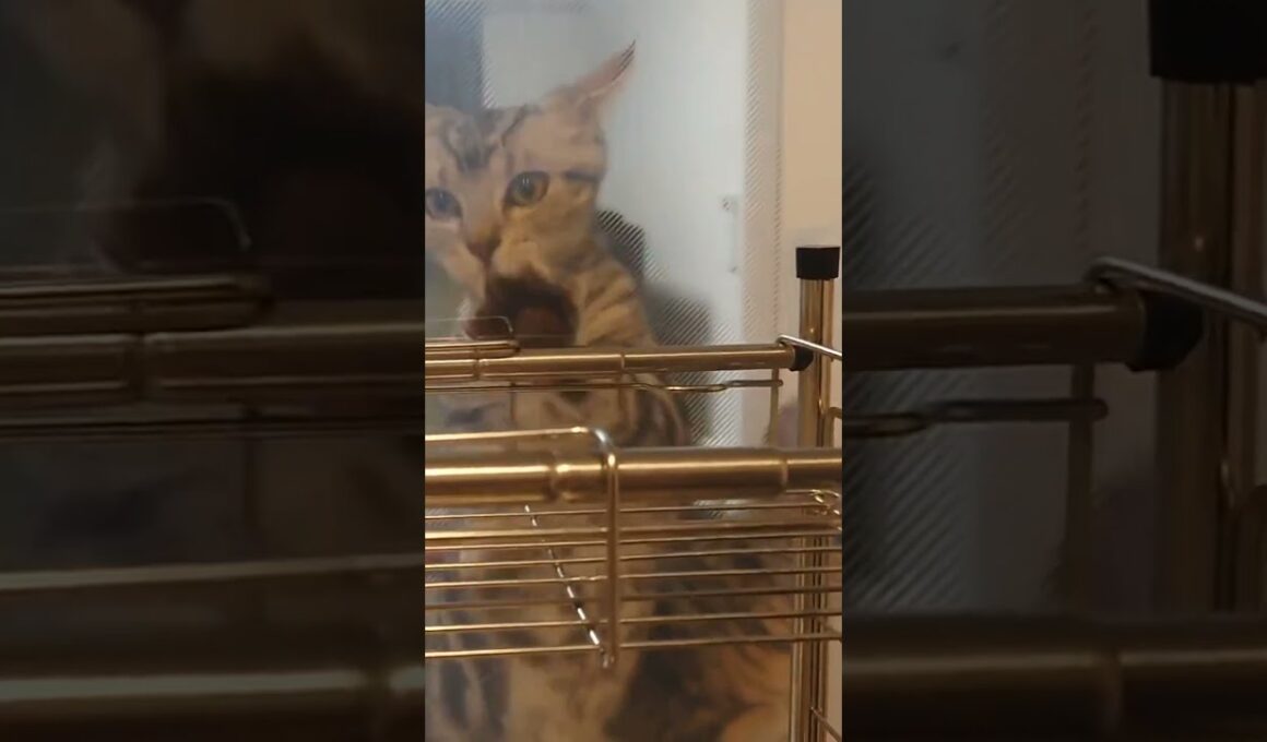 ここ掘れニャンニャン透明パネル #Shorts 【アメリカンショートヘア】子猫 Funny kitten scratching