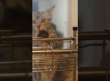 ここ掘れニャンニャン透明パネル #Shorts 【アメリカンショートヘア】子猫 Funny kitten scratching