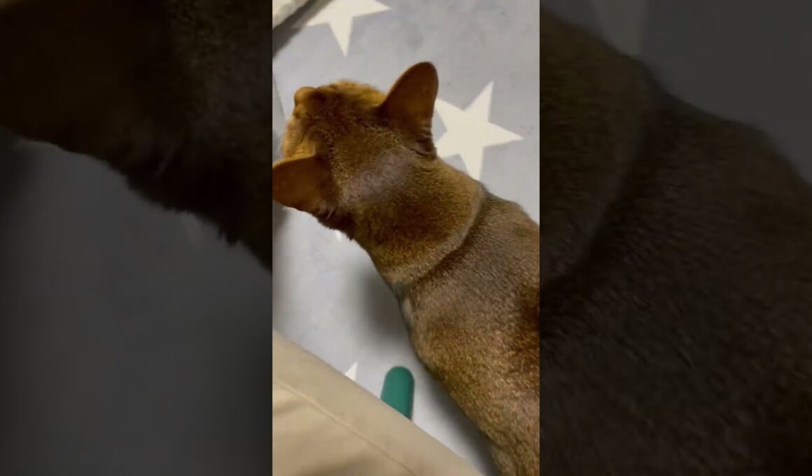 ご飯が欲しいか聞いてみた　凶暴猫　ルル　アビシニアン　#15