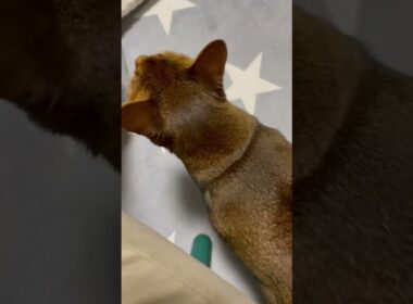 ご飯が欲しいか聞いてみた　凶暴猫　ルル　アビシニアン　#15