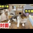 【初対面】会っていきなり戦いを挑む子猫と先住猫