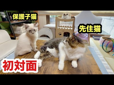 【初対面】会っていきなり戦いを挑む子猫と先住猫
