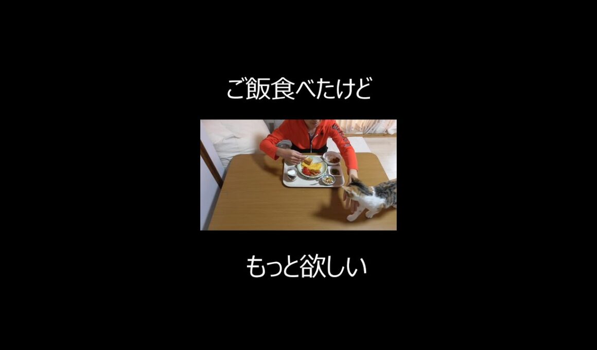 ご飯食べたけどもっと欲しい！！人間のご飯を狙う猫【三毛柄マンチカン】かわいい #ショート
