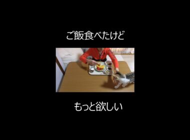ご飯食べたけどもっと欲しい！！人間のご飯を狙う猫【三毛柄マンチカン】かわいい #ショート