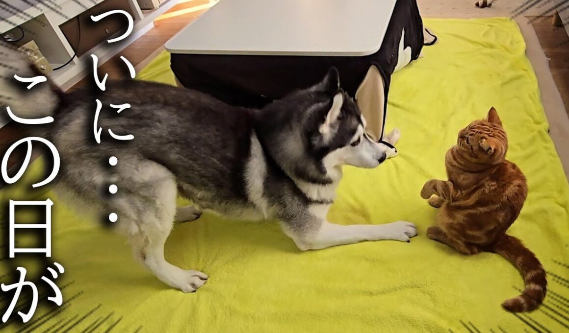 初めて子猫がハスキー犬に叱られた結果...