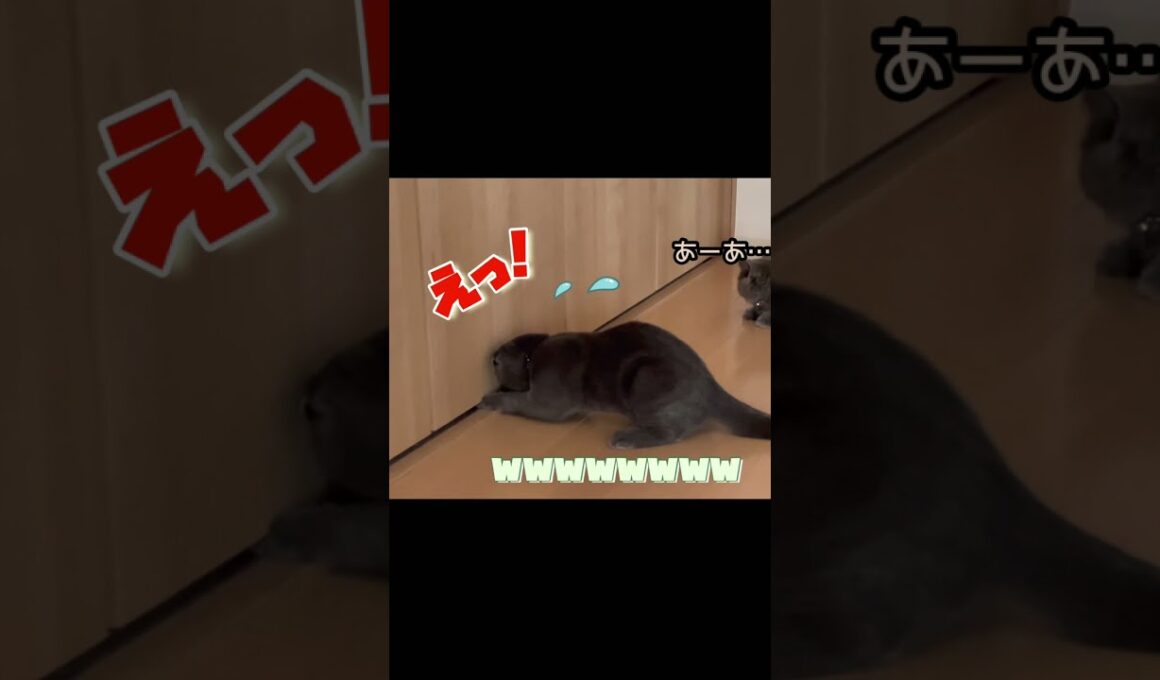 耳かきで遊んでたら…衝撃の結末。笑#スコティッシュフォールド#マンチカン#ネコ#猫#cats#cat