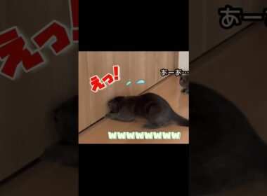 耳かきで遊んでたら…衝撃の結末。笑#スコティッシュフォールド#マンチカン#ネコ#猫#cats#cat