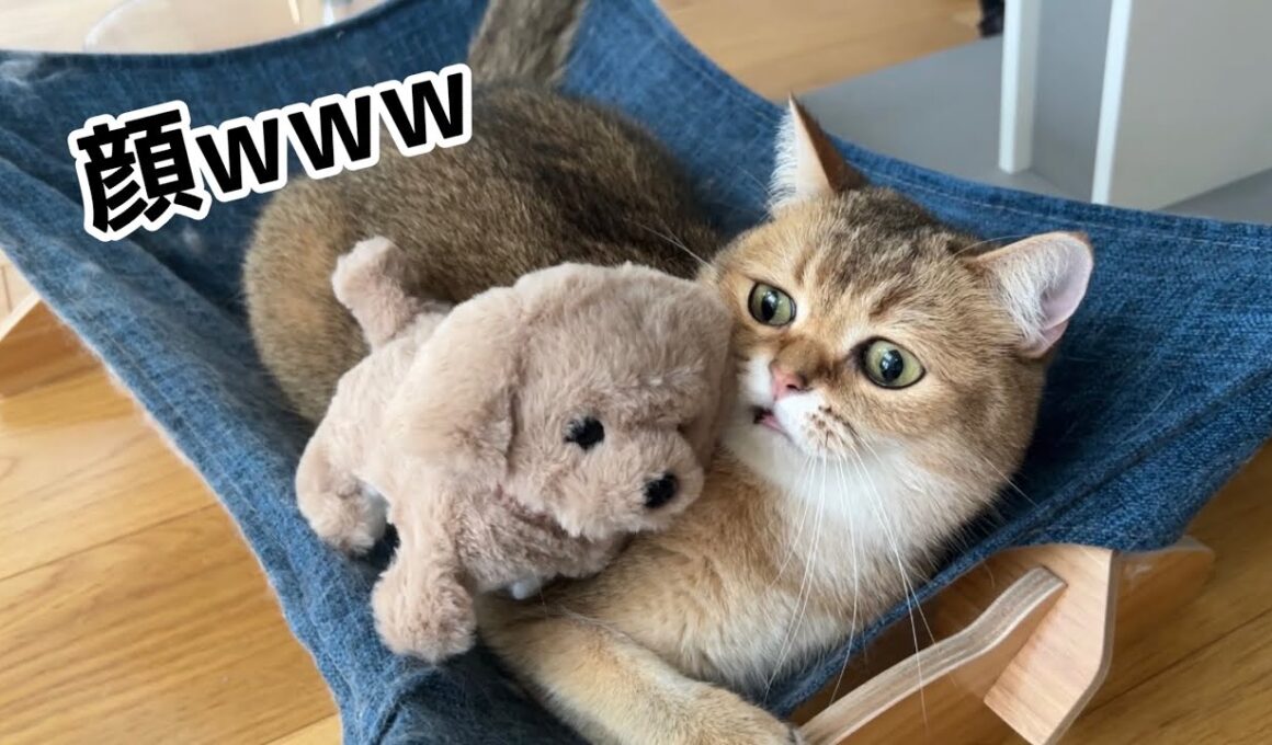 新しい家族を連れてこられた末っ子の反応がかわいすぎたww