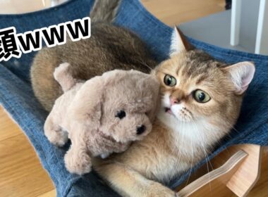 新しい家族を連れてこられた末っ子の反応がかわいすぎたww