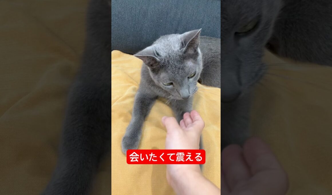 会いたくて震える猫#ロシアンブルー #猫
