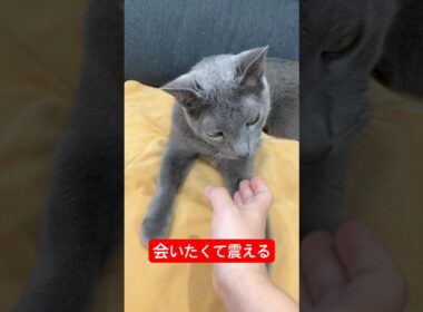 会いたくて震える猫#ロシアンブルー #猫