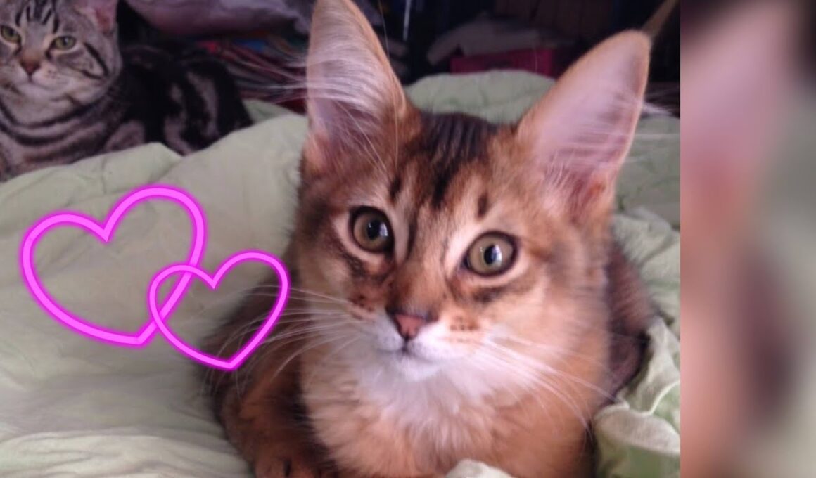 【子猫ソマリ】繭玉に甘えるソマリが可愛すぎる #shorts