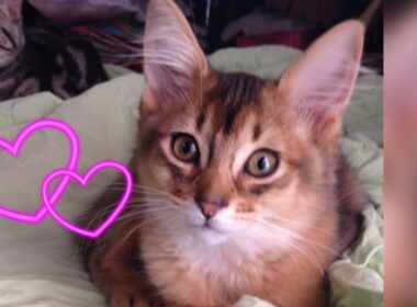 【子猫ソマリ】繭玉に甘えるソマリが可愛すぎる #shorts