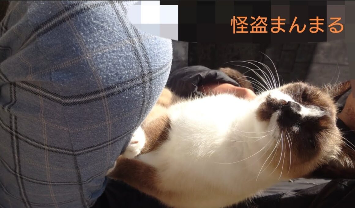 シャム猫さんの日向ぼっこ。25.11.10